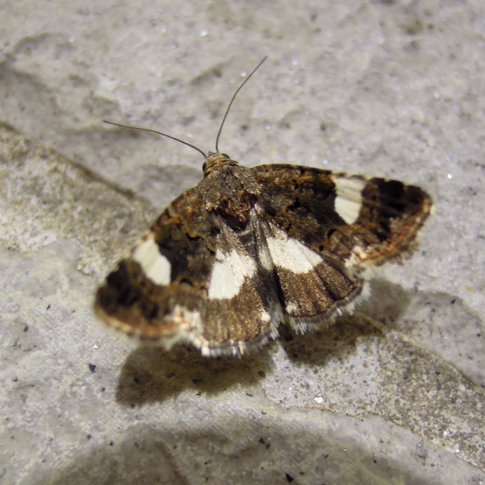 Tyta luctuosa ? S